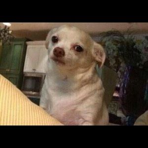 Meet your Posher, Ashton